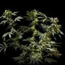 Sherbanger Feminised strain from Seedsman