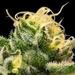 Sherbanger Feminised strain from Seedsman