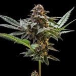 Jelly Cake Feminised strain from Seedsman