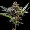 Jelly Cake Feminised strain from Seedsman