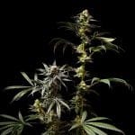 Jelly Cake Feminised strain from Seedsman