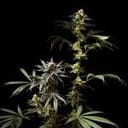 Jelly Cake Feminised strain from Seedsman
