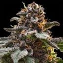 Jelly Cake Feminised strain from Seedsman