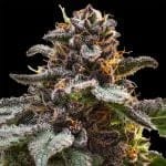 Jelly Cake Feminised strain from Seedsman