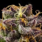 Jelly Cake Feminised strain from Seedsman