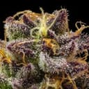 Jelly Cake Feminised strain from Seedsman