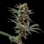 Gush Mintz Feminised strain from Seedsman