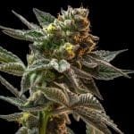 Gush Mintz Feminised strain from Seedsman