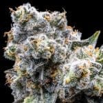 Grapes & Cream Feminised strain from Seedsman