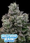 Hollywood Rain Feminised Seeds-ANES-HORA-FEM