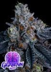 Giga Brain Auto Feminised Seeds-ANES-GIBR-AUTO-FEM