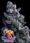 Dozy Don Feminised Seeds-ANES-DODO-FEM