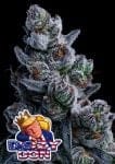 Dozy Don Feminised Seeds-ANES-DODO-FEM