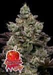 Caramel Apple Drip strain by Anesia Seeds