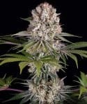 Amnesia Haze strain from Barney's Farm