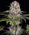 Amnesia Haze strain from Barney's Farm