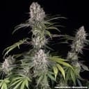 Amnesia Haze strain from Barney's Farm
