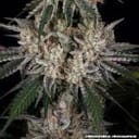 Amnesia Haze strain from Barney's Farm