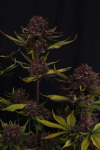 Purple Lemonade RF3 Auto strain by Fast buds