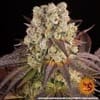 Purple Punch x Lemon Drizzle Feminised Seeds-BFS-PPLD-FEM
