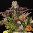 Purple Punch x Lemon Drizzle Feminised Seeds-BFS-PPLD-FEM
