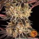 Purple Punch x Lemon Drizzle Feminised Seeds-BFS-PPLD-FEM