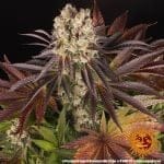 Purple Punch x Lemon Drizzle θηλυκοποιημένα σπόροι-BFS-PPLD-FEM