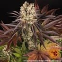 Purple Punch x Lemon Drizzle Feminised Seeds-BFS-PPLD-FEM