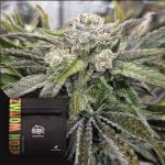 Neon Wormz Regular strain by Doja