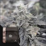Melon Melange Regular strain by Doja