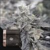 Melon Melange Regular strain by Doja