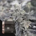 Melon Melange Regular strain by Doja