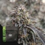 Lime Verbena Feminised strain by Doja