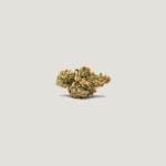 Marrakesh Feminised strain by Purple City Genetics