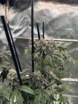 Gary Sherbet Feminised strain by Fast Buds