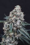 Quick Wash Feminised strain from Exotic Seed