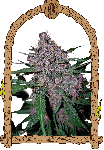 Penkiller Exclusive strain from Exotic Seed