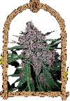 Penkiller Exclusive strain from Exotic Seed