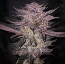 Atomic Fuego R1 strain by Ethos Genetics