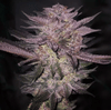 Atomic Fuego R1 strain by Ethos Genetics