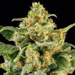 Skunk #1 Regular strain from Barney's Farm