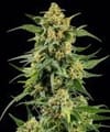 Skunk #1 Regular strain from Barney's Farm