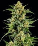 Skunk #1 Regular strain from Barney's Farm