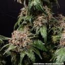 White Widow Regular strain from Barney's Farm