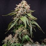 White Widow Regular strain from Barney's Farm