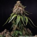 White Widow Regular strain from Barney's Farm