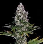Northern Lights Regular strain from Barney's Farm