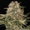 Master Kush Regular strain from Barney's Farm