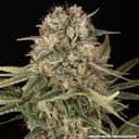 Master Kush Regular strain from Barney's Farm
