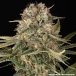 Master Kush Regular strain from Barney's Farm